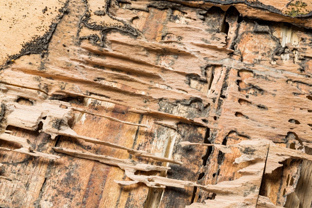 Wood eaten by termites